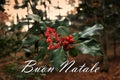 Holly red berries in the forest with text Buon Natale Royalty Free Stock Photo