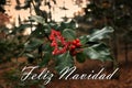Holly red berries in the forest with text Feliz Navidad Royalty Free Stock Photo
