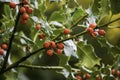 Close up holly shrub with bright red berries with raindrops Royalty Free Stock Photo