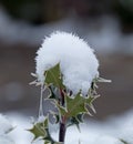 Holly Snow Cone