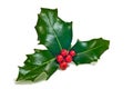 Holly sprig Royalty Free Stock Photo