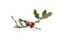 Holly sprig Royalty Free Stock Photo