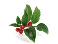Holly Royalty Free Stock Photo