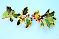 Holly - traditional Christmas plant ion white background