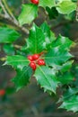 Holly tree