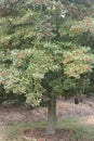 Holly Tree, American