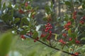 Holly tree green foliage and red fruits Royalty Free Stock Photo