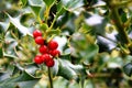Holly tree with leaves and red berries closeup. Christmas tree. Royalty Free Stock Photo
