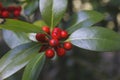 Holly tree red fruits close up Royalty Free Stock Photo