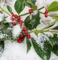 Holly twigs in the snow Royalty Free Stock Photo