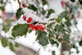 Holly (Ilex aquifolium)   branch with its red berries and covered with snow. Royalty Free Stock Photo