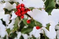 Holly (Ilex aquifolium), with red berries and snow Royalty Free Stock Photo