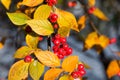 hollyberry cotoneaster, Cotoneaster bullatus red berries closeup selective focus Royalty Free Stock Photo