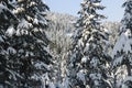 The hollyburn peak summit winter Vancouver