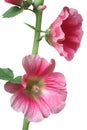 Hollyhock