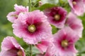 Hollyhock Royalty Free Stock Photo