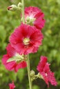 Hollyhock