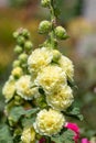 Hollyhock alcea