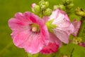 Hollyhock