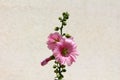 Hollyhock or Alcea light pink flowers with white center surrounded with closed flower buds and green leaves planted in home garden Royalty Free Stock Photo