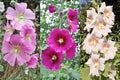 Hollyhock, alcea rosea