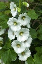 Hollyhock althaea rosea Alcea white Royalty Free Stock Photo