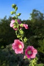 Hollyhock in bloom