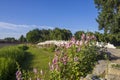 Hollyhock and Chinese traditional stone bridge Royalty Free Stock Photo