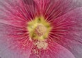 Hollyhock