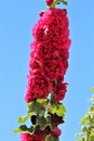 Hollyhock Royalty Free Stock Photo