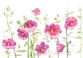 Hollyhock drawing