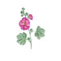 Hollyhock flower, drawing by colored pencils