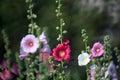 Hollyhock flower