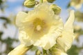 Hollyhock Flower yellow Royalty Free Stock Photo