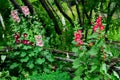 Hollyhock Flowers in a Garden