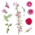 Hollyhock flowers , leaves and buds isolated on white background