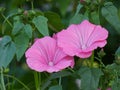 Hollyhock Flowers Pink Alcea Rosea