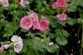 Hollyhock flowers