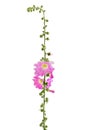 Hollyhock isolated on a white background. Alcea rosea