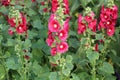 Hollyhock Mallow, Alcea rosea, Malvaceae, Althaea rosea Royalty Free Stock Photo