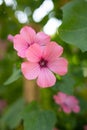 Hollyhock Malva Alcea rosea Malvaceae Althaea rosea. alva Herb, Annual Malope, Maloppi, Spanish Purple Malva