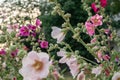 Hollyhock pink flowers closeup with selective focus. Garden plants beautiful background. Blooming flora Royalty Free Stock Photo