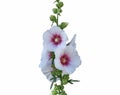 Hollyhock plant with white and pink nuanced flowers isolated on white background