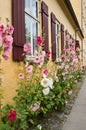 Hollyhock under windows