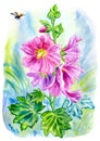 Hollyhock ÃÂlcea and ladybug in summer garden, watercolor