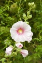 Hollyhocks