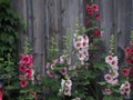 Hollyhocks Against a Barn