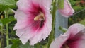 Hollyhocks (alcea) in early summer and a honey bee at work