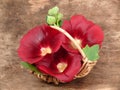 Hollyhocks in the basket