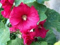 Hollyhocks in beautiful colors Royalty Free Stock Photo